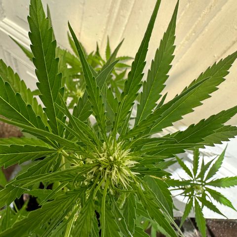 Zkittlez OG Auto growlog timeline photo