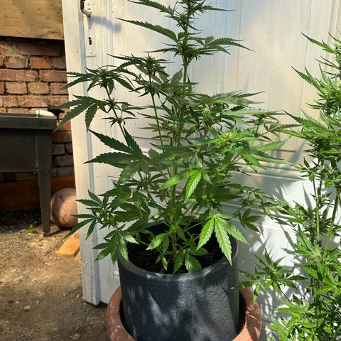 Zkittlez OG Auto growlog timeline photo