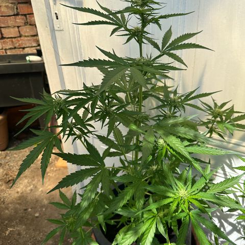 Zkittlez OG Auto growlog timeline photo