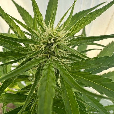 Zkittlez OG Auto growlog timeline photo