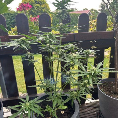 Zkittlez OG Auto growlog timeline photo