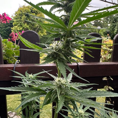 Zkittlez OG Auto growlog timeline photo