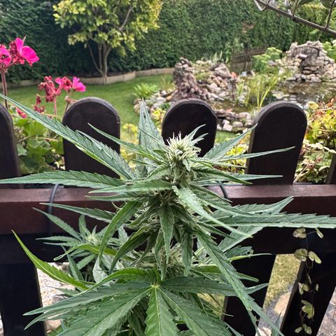 Zkittlez OG Auto growlog timeline photo