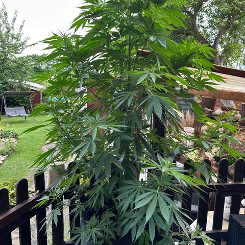 Tropicanna Banana growlog timeline photo