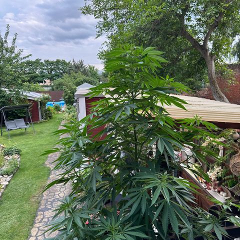 Tropicanna Banana growlog timeline photo