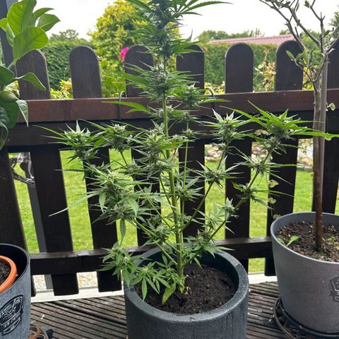 Zkittlez OG Auto growlog timeline photo