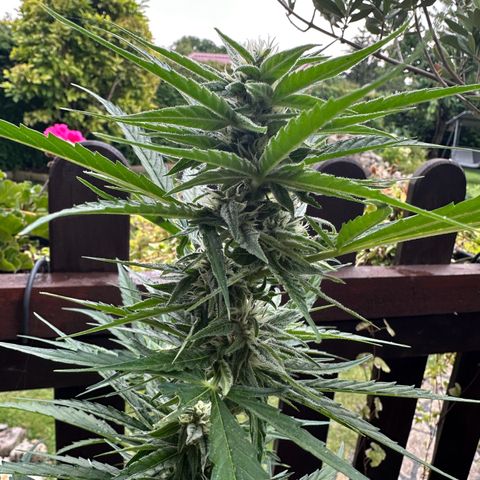 Zkittlez OG Auto growlog timeline photo