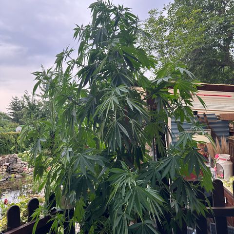 Tropicanna Banana growlog timeline photo