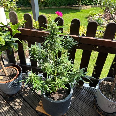 Zkittlez OG Auto growlog timeline photo