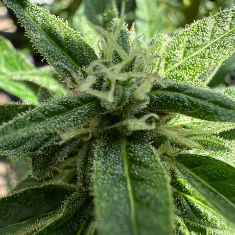 Zkittlez OG Auto growlog timeline photo
