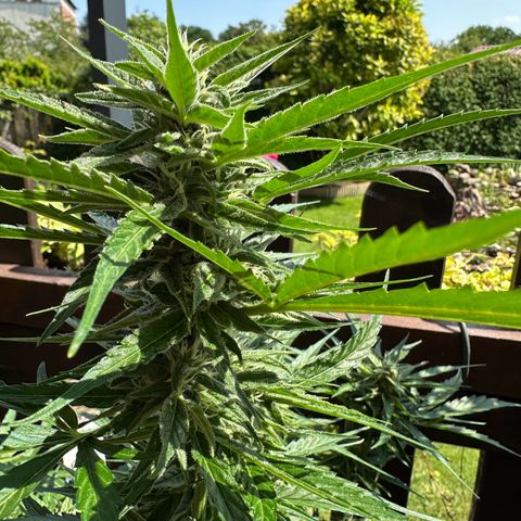 Zkittlez OG Auto growlog timeline photo