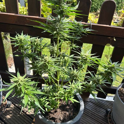 Zkittlez OG Auto growlog timeline photo
