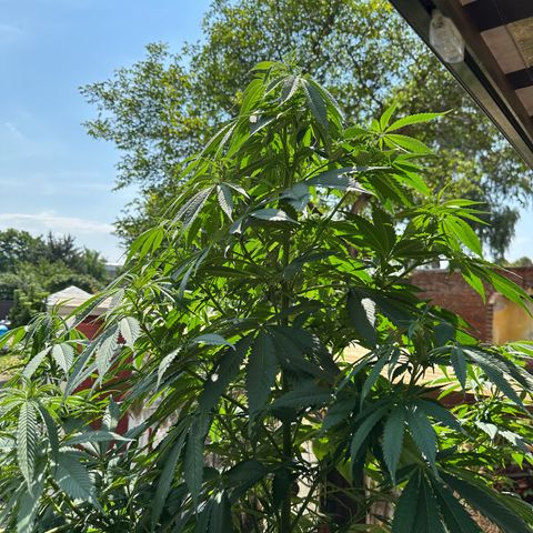 Tropicanna Banana growlog timeline photo