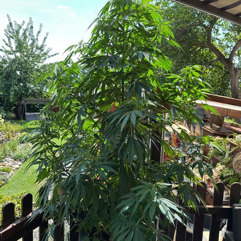 Tropicanna Banana growlog timeline photo