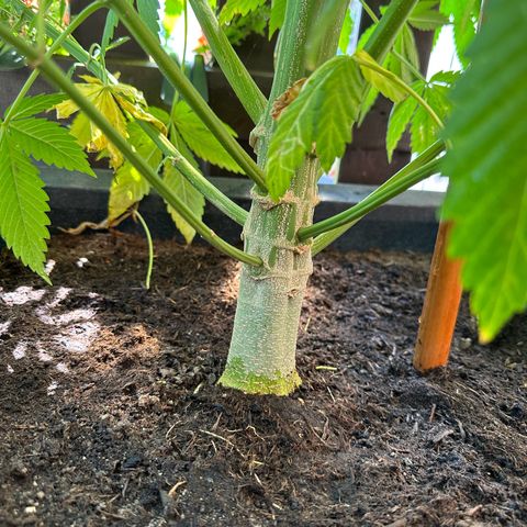 Tropicanna Banana growlog timeline photo