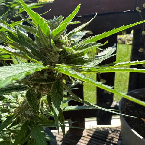 Zkittlez OG Auto growlog timeline photo