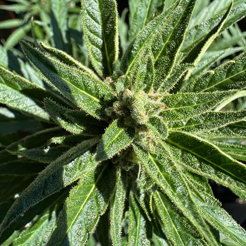 Zkittlez OG Auto growlog timeline photo