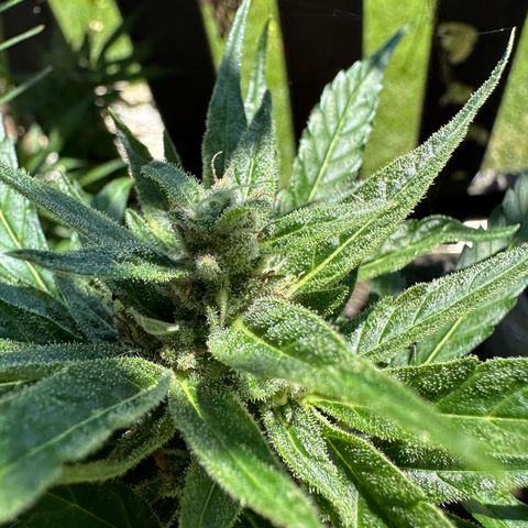 Zkittlez OG Auto growlog timeline photo