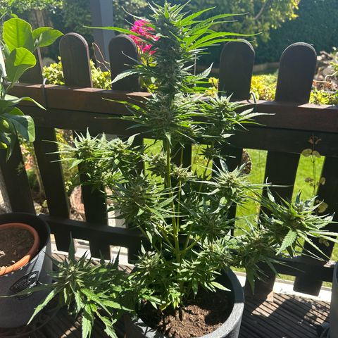 Zkittlez OG Auto growlog timeline photo