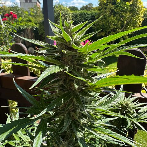 Zkittlez OG Auto growlog timeline photo