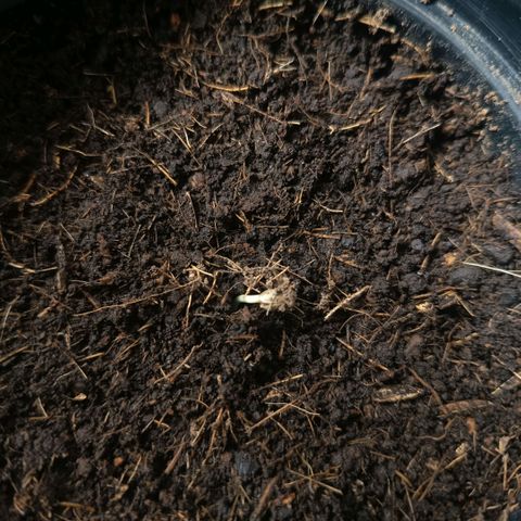 Happy Lora growlog timeline photo
