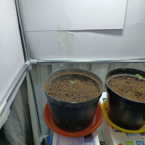 Happy Lora growlog timeline photo