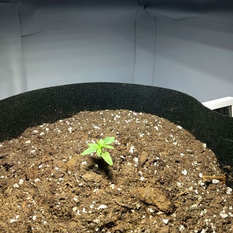 Happy Lora growlog timeline photo