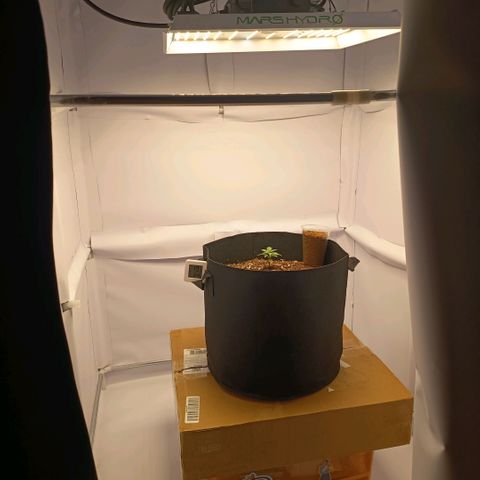 Happy Lora growlog timeline photo