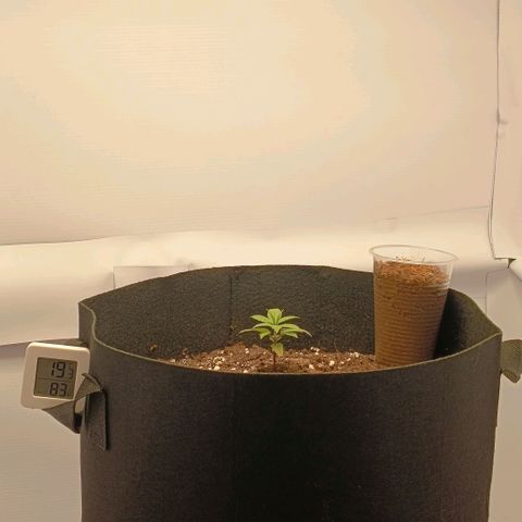 Happy Lora growlog timeline photo