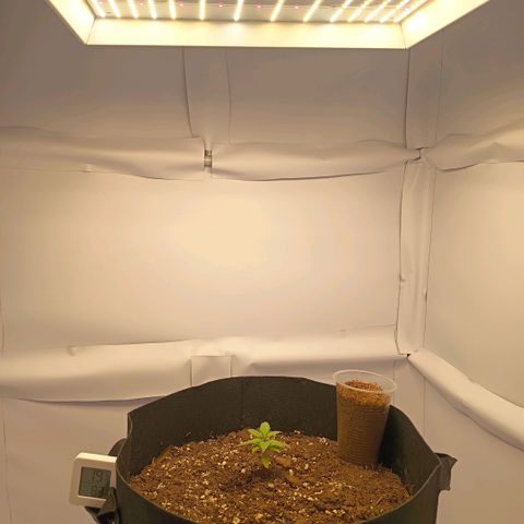 Happy Lora growlog photo: Happy Lora, junto a OG kush en estado de germinación 