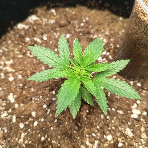 Happy Lora growlog timeline photo