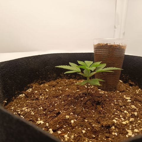 Happy Lora growlog timeline photo