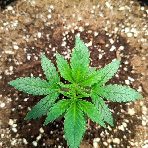 Happy Lora growlog photo: La planta al parecer comienza a superar el estrés al cual venía siendo sometida, y comienzan a asomar algunas otras hojas nuevas. Sigue en observación. Hojas aún un poco encorvadas hacia arriba pero no tanto como los dos días pasados. 