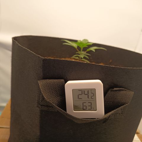 Happy Lora growlog photo: La planta al parecer comienza a superar el estrés al cual venía siendo sometida, y comienzan a asomar algunas otras hojas nuevas. Sigue en observación. Hojas aún un poco encorvadas hacia arriba pero no tanto como los dos días pasados. 