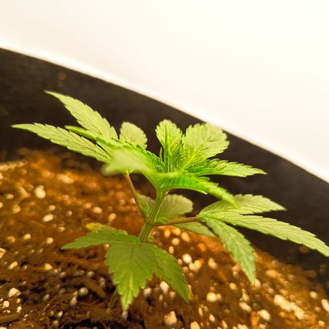 Happy Lora growlog photo: La planta al parecer comienza a superar el estrés al cual venía siendo sometida, y comienzan a asomar algunas otras hojas nuevas. Sigue en observación. Hojas aún un poco encorvadas hacia arriba pero no tanto como los dos días pasados. 