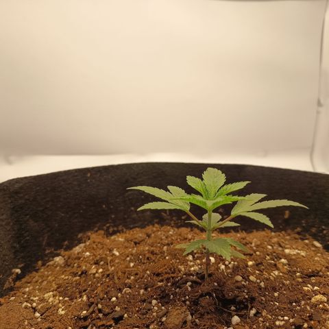 Happy Lora growlog photo: La planta al parecer comienza a superar el estrés al cual venía siendo sometida, y comienzan a asomar algunas otras hojas nuevas. Sigue en observación. Hojas aún un poco encorvadas hacia arriba pero no tanto como los dos días pasados. 