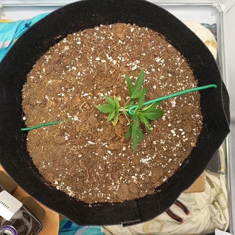 Happy Lora growlog photo: Galería de ejecución de LST en Happy Lora (Día 35). Se documenta el estado inicial de la planta, la técnica de amarre con alambre dulce forrado y el resultado final del doblado apical. Las imágenes confirman la integridad del tallo y la nueva disposición de los nudos inferiores hacia la Mars Hydro.