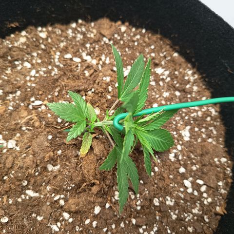 Happy Lora growlog photo: Galería de ejecución de LST en Happy Lora (Día 35). Se documenta el estado inicial de la planta, la técnica de amarre con alambre dulce forrado y el resultado final del doblado apical. Las imágenes confirman la integridad del tallo y la nueva disposición de los nudos inferiores hacia la Mars Hydro.