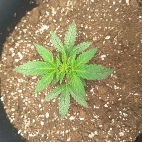Happy Lora growlog photo: Galería de ejecución de LST en Happy Lora (Día 35). Se documenta el estado inicial de la planta, la técnica de amarre con alambre dulce forrado y el resultado final del doblado apical. Las imágenes confirman la integridad del tallo y la nueva disposición de los nudos inferiores hacia la Mars Hydro.