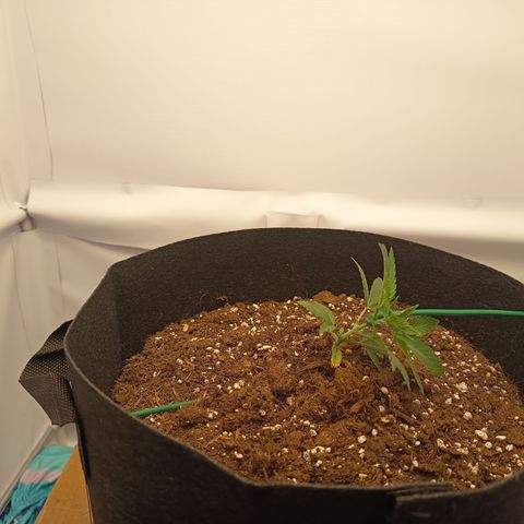 Happy Lora growlog photo: Galería de ejecución de LST en Happy Lora (Día 35). Se documenta el estado inicial de la planta, la técnica de amarre con alambre dulce forrado y el resultado final del doblado apical. Las imágenes confirman la integridad del tallo y la nueva disposición de los nudos inferiores hacia la Mars Hydro.