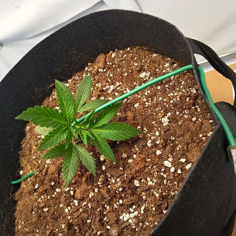 Happy Lora growlog photo: Galería de ejecución de LST en Happy Lora (Día 35). Se documenta el estado inicial de la planta, la técnica de amarre con alambre dulce forrado y el resultado final del doblado apical. Las imágenes confirman la integridad del tallo y la nueva disposición de los nudos inferiores hacia la Mars Hydro.
