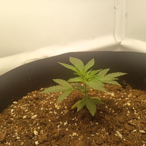 Happy Lora growlog photo: Galería de ejecución de LST en Happy Lora (Día 35). Se documenta el estado inicial de la planta, la técnica de amarre con alambre dulce forrado y el resultado final del doblado apical. Las imágenes confirman la integridad del tallo y la nueva disposición de los nudos inferiores hacia la Mars Hydro.