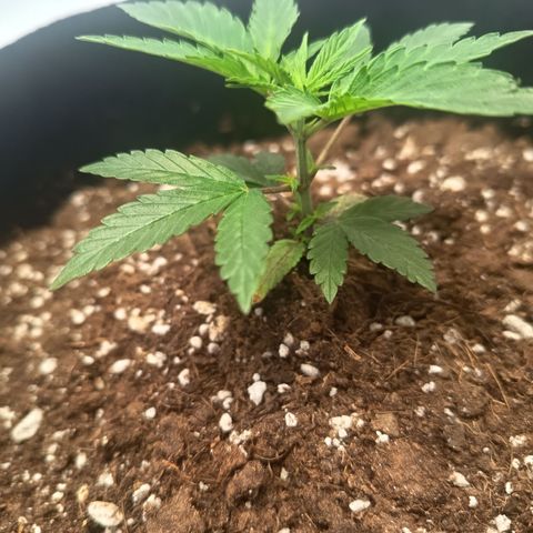 Happy Lora growlog photo: Galería de ejecución de LST en Happy Lora (Día 35). Se documenta el estado inicial de la planta, la técnica de amarre con alambre dulce forrado y el resultado final del doblado apical. Las imágenes confirman la integridad del tallo y la nueva disposición de los nudos inferiores hacia la Mars Hydro.