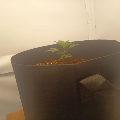 Happy Lora growlog photo: Galería de ejecución de LST en Happy Lora (Día 35). Se documenta el estado inicial de la planta, la técnica de amarre con alambre dulce forrado y el resultado final del doblado apical. Las imágenes confirman la integridad del tallo y la nueva disposición de los nudos inferiores hacia la Mars Hydro.