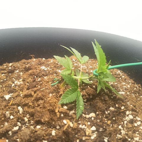 Happy Lora growlog photo: Primera dosis de fertilización mineral. pH ajustado a rango 5.9 - 6.5. 192 TDS. Se incluyó aplicación de micorrizas en 4 puntos alrededor del tallo a 2 cm de profundidad.

Se realizó reajuste de LST apical logrando ángulo horizontal. La planta presenta buena turgencia y respuesta fototrópica positiva tras el entrenamiento. Ambiente búnker: 21.8°C / 72% HR.