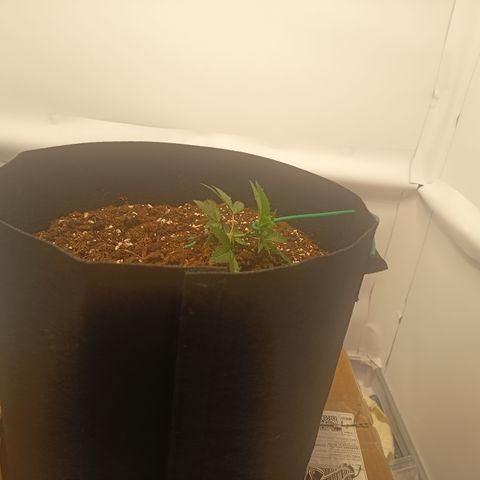 Happy Lora growlog photo: Primera dosis de fertilización mineral. pH ajustado a rango 5.9 - 6.5. 192 TDS. Se incluyó aplicación de micorrizas en 4 puntos alrededor del tallo a 2 cm de profundidad.

Se realizó reajuste de LST apical logrando ángulo horizontal. La planta presenta buena turgencia y respuesta fototrópica positiva tras el entrenamiento. Ambiente búnker: 21.8°C / 72% HR.