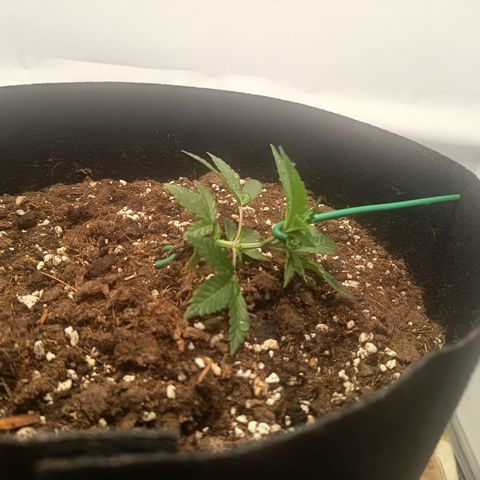 Happy Lora growlog photo: Primera dosis de fertilización mineral. pH ajustado a rango 5.9 - 6.5. 192 TDS. Se incluyó aplicación de micorrizas en 4 puntos alrededor del tallo a 2 cm de profundidad.

Se realizó reajuste de LST apical logrando ángulo horizontal. La planta presenta buena turgencia y respuesta fototrópica positiva tras el entrenamiento. Ambiente búnker: 21.8°C / 72% HR.