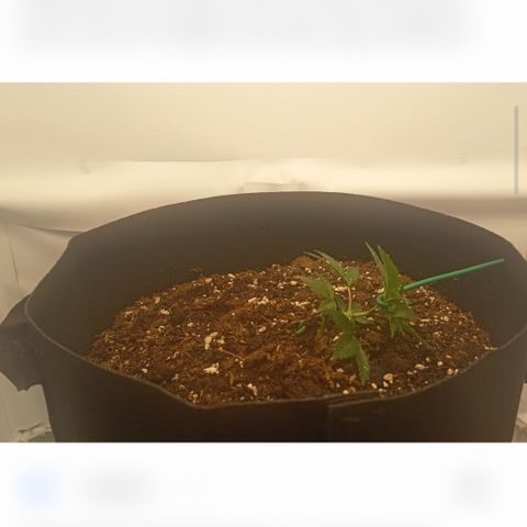 Happy Lora growlog photo: Evidencia del riego realizado hoy a las 7:30 am aproximadamente 