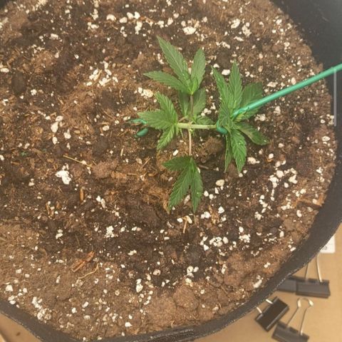 Happy Lora growlog photo: Evidencia del riego realizado hoy a las 7:30 am aproximadamente 