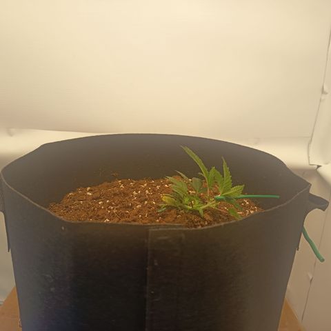 Happy Lora growlog photo: El metabolismo de la planta se nota acelerado; ya se perciben terpenos (olor a cannabis) en el ambiente. El sustrato retiene humedad por lo que se decide omitir riego hoy para favorecer la oxigenación radicular. Estructura de ramas laterales expuesta y recibiendo luz directa